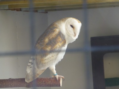 Barn owl